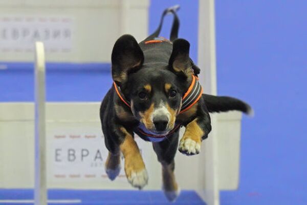 Eurasia 2012 International Dog Show - Sputnik International
