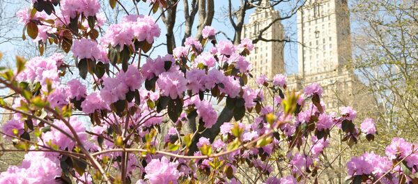 Trees in blossom - Sputnik International