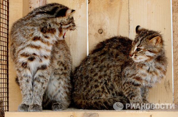 Far Eastern Wildcats at Sadgorod Zoo - Sputnik International
