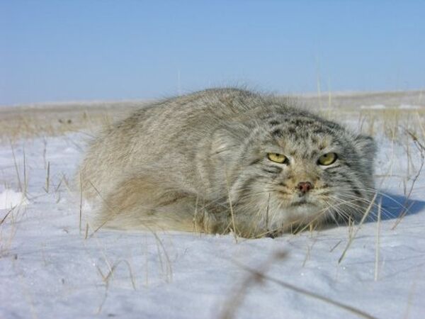 Unique pictures of Pallas’s Cat - Sputnik International