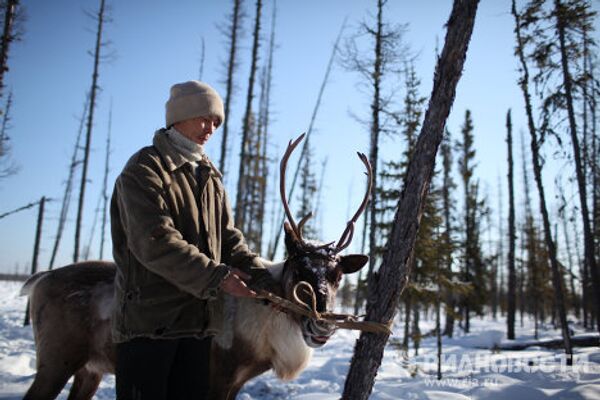 The Life of Modern Nomad Reindeer Breeders - Sputnik International