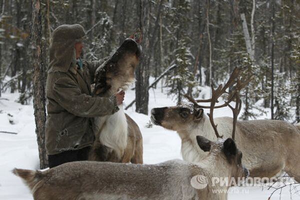 The Life of Modern Nomad Reindeer Breeders - Sputnik International