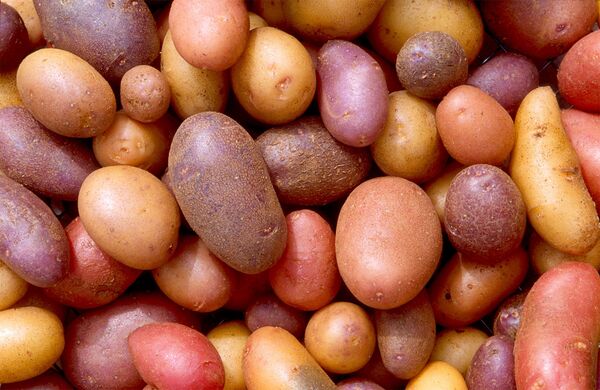 Egypt Threatens Retaliation over Russia's Potato Import Ban - Sputnik International