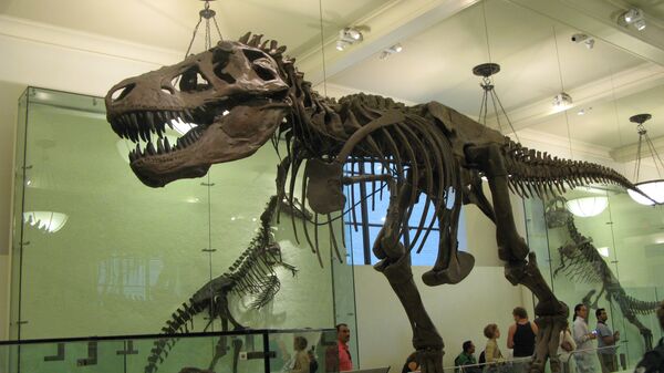 Tyrannosaurus skeleton at the American Museum of Natural History - Sputnik International