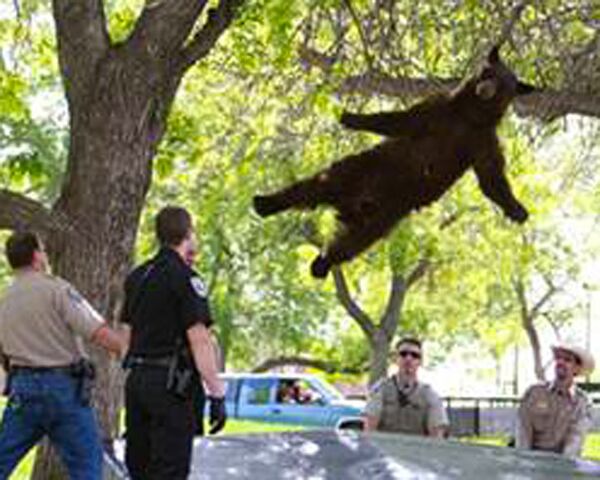 Black Bear Shot from Tree - Sputnik International