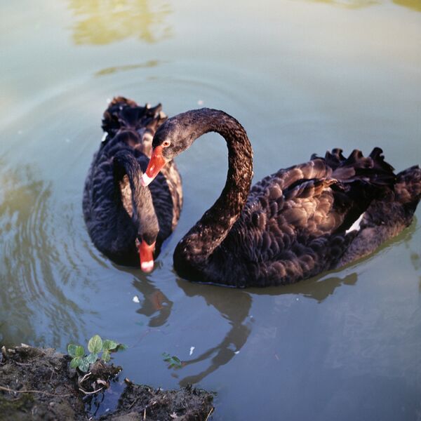 Rare Black Swan Killed in Kaliningrad Zoo          - Sputnik International