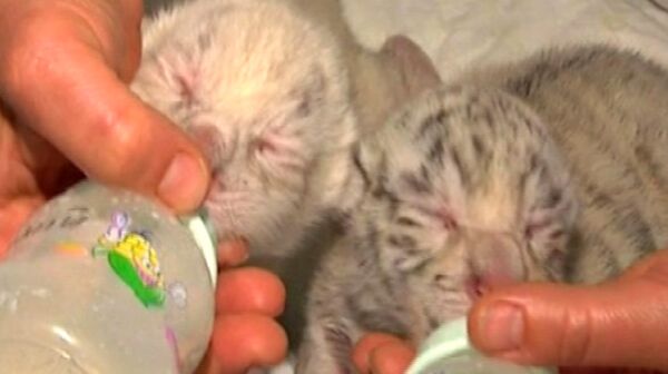 Yulia Tymoshenko’s Bottle-Fed Tiger Cubs - Sputnik International