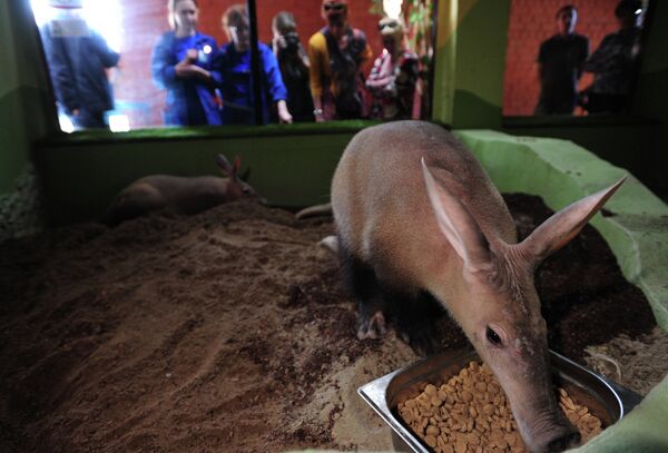 Russia’s First Aardvarks Born at Yekaterinburg Zoo - Sputnik International