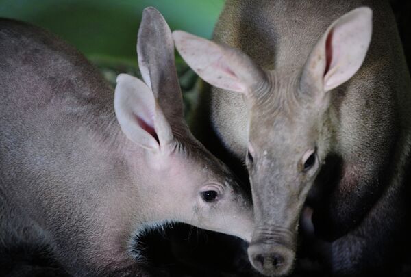 Russia’s First Aardvarks Born at Yekaterinburg Zoo - Sputnik International