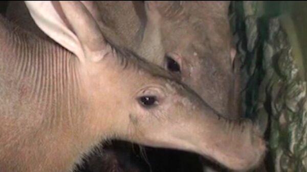 Anteater Body with Rabbit Ears: New Inhabitants at Yekaterinburg Zoo  - Sputnik International