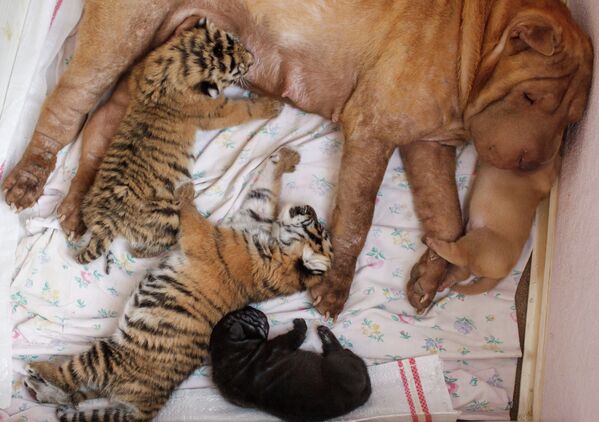 A dog nursing tiger cubs - Sputnik International