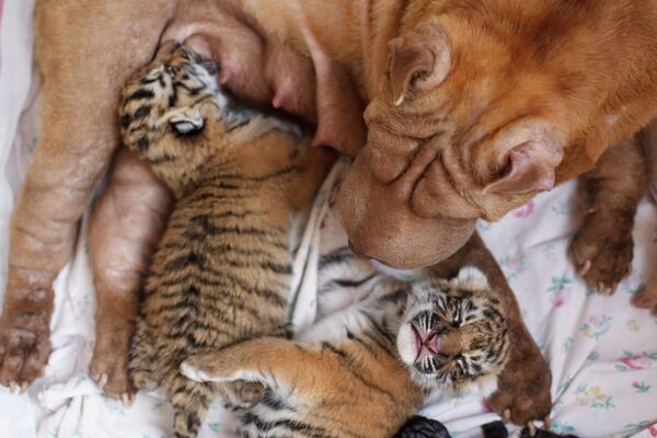 A dog nursing tiger cubs - Sputnik International