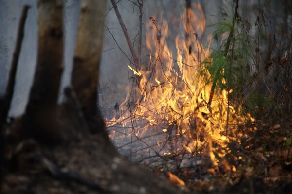 Russia Continues Battling Wildfires in Far East      - Sputnik International