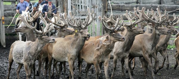 Ecologists are working to restore red deer populations in Russia's Bashkortostan Republic, where the wild deer were wiped out in the early 20th century, a spokesperson for the local ministry of ecology has told RIA Novosti. - Sputnik International