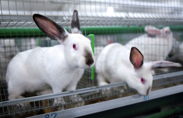 Russia, China Sign 9 Deals, Including on Rabbits - Sputnik International