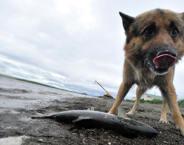 Salmon fishing season in Kamchatka has begun - Sputnik International
