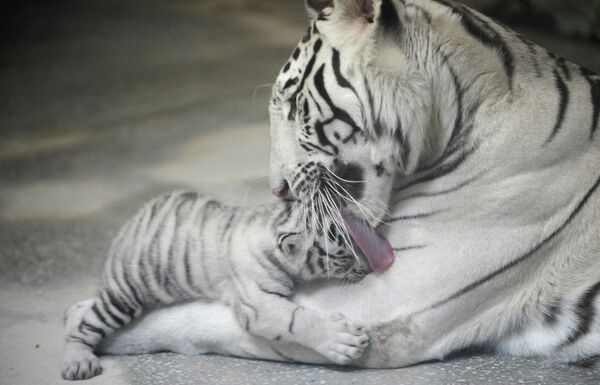 Three White Tigers Born in Yekaterinburg Zoo - Sputnik International