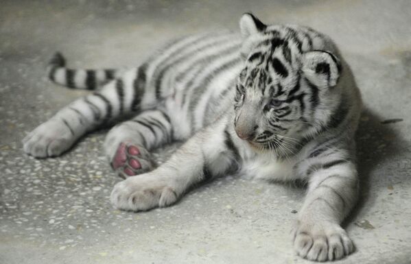 В Екатеринбургском зоопарке родились трое бенгальских тигрят - Sputnik International