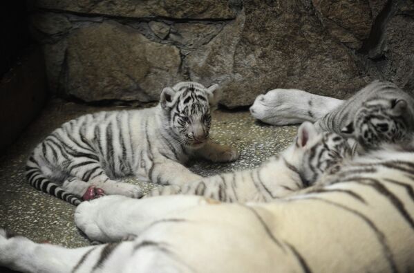 Three White Tigers Born in Yekaterinburg Zoo - Sputnik International