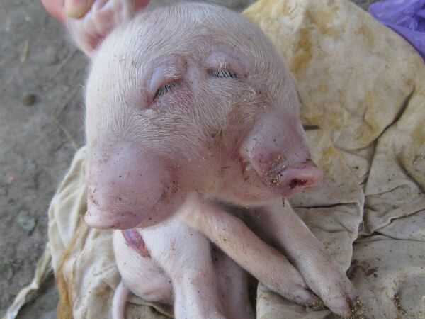 Two-Headed Pig Born in Russia          - Sputnik International