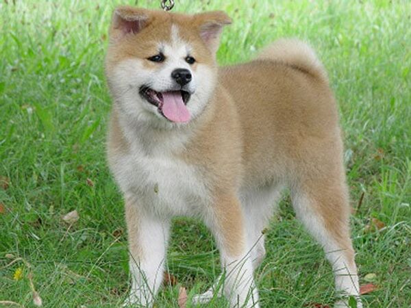 an Akita Inu puppy named Yume  - Sputnik International