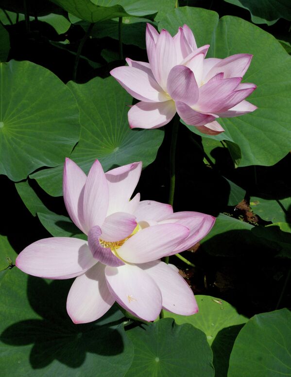 Lotuses Bloom in Primorye Territory  - Sputnik International
