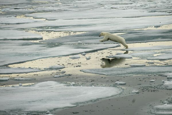 Saving Arctic ‘Not a Luxury’ – Greenpeace Head - Sputnik International