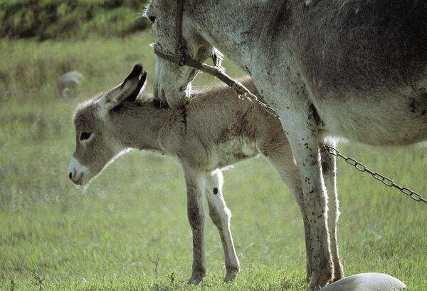 Donkeys Banned from Tajik President’s Sight   - Sputnik International