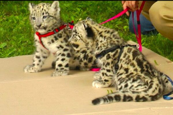 Two-Month-Old Leopards on a Leash Take a Walk at the Zoo - Sputnik International