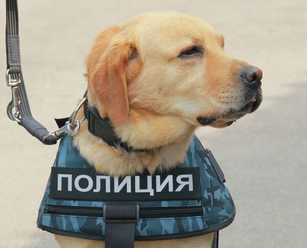 Police dogs - Sputnik International