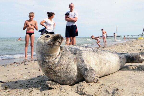 Baltic Seal Settles on Beach Near Kaliningrad - Sputnik International