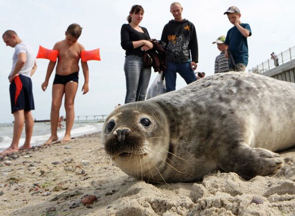 Baltic Seal Settles on Beach Near Kaliningrad - Sputnik International