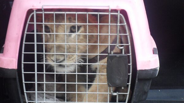 Zoo Boss Caught in Bid to Sell Lion Cub - Sputnik International