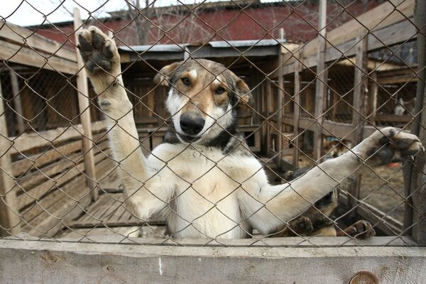 Russian Doghunters Have No Nightmares - Sputnik International