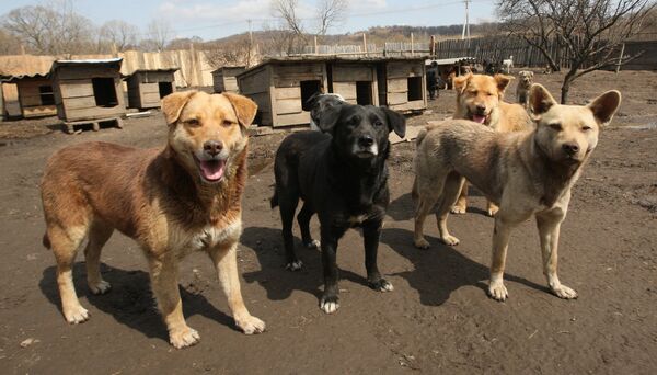 Russian Dog Rescued After 2 Weeks in Sewer Drain - Sputnik International