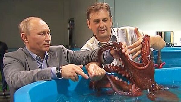 Putin Touches an Octopus in Vladivostok Oceanarium - Sputnik International