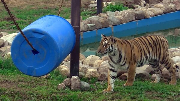 Foundling Tiger Devours Beef, Gets Accustomed to New Enclosure - Sputnik International