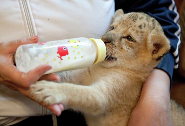 Ligress-Lion Hybrid Born at Novosibirsk Zoo - Sputnik International