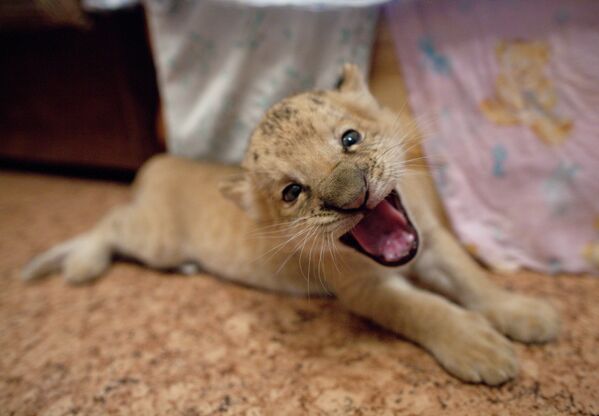 Ligress-Lion Hybrid Born at Novosibirsk Zoo - Sputnik International