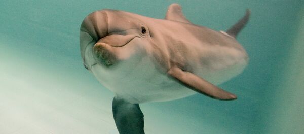 A dolphin - Sputnik International
