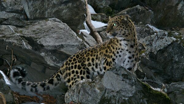 Amur Leopard: The Cat That Should Have Died - Sputnik International
