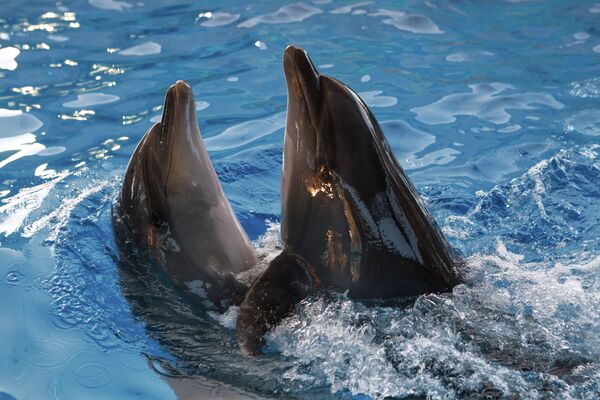 Dolphins - Sputnik International