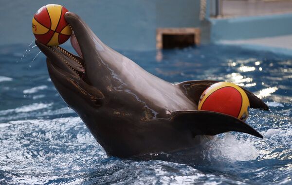 Russia’s Biggest Dolphinarium Opens in Sochi - Sputnik International