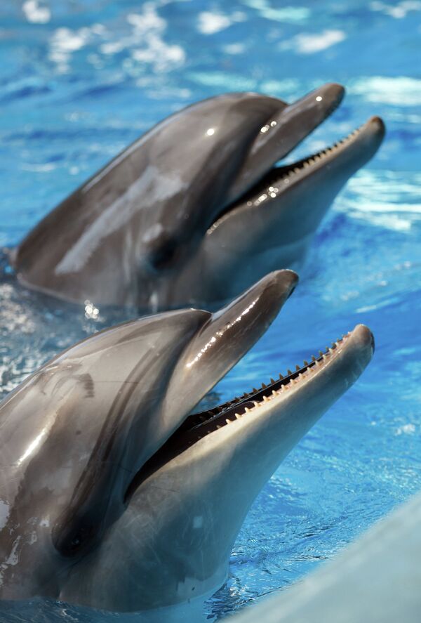 Russia’s Biggest Dolphinarium Opens in Sochi - Sputnik International