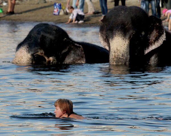 Elephants Bathe in Central Vladivostok  - Sputnik International