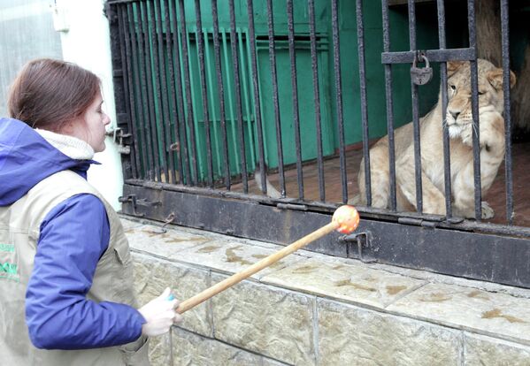 Lion’s Mate Arrives at St. Petersburg Zoo. - Sputnik International