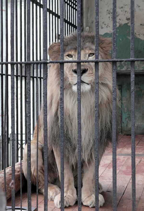 Lion’s Mate Arrives at St. Petersburg Zoo. - Sputnik International