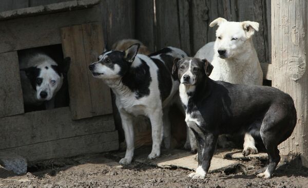 Moscow to Crack Down on Stray Dogs - Sputnik International