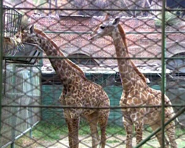 Two giraffes in the city's Royev Ruchei zoo have died in the space of just a weeks - Sputnik International