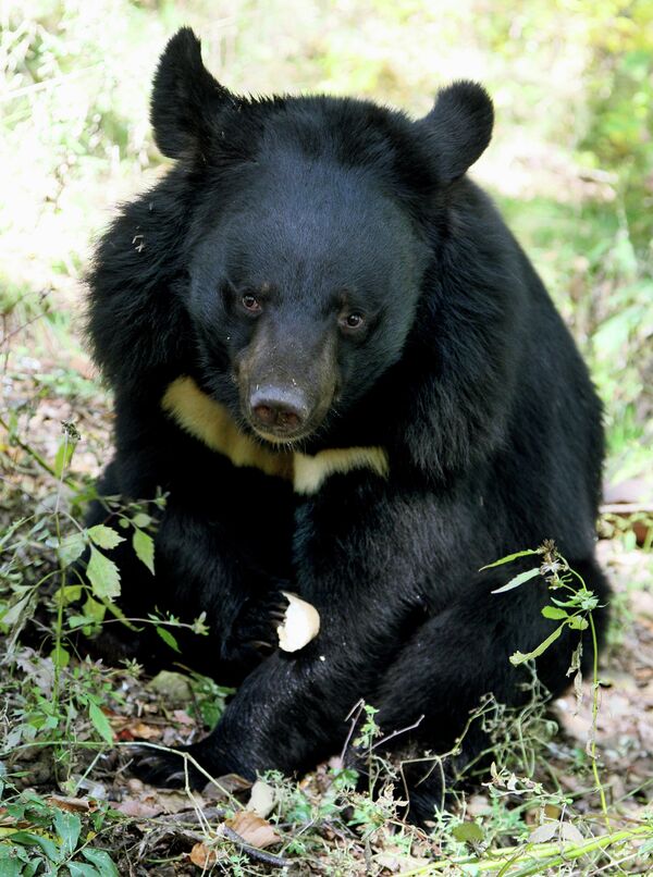 Asian Black Bears at Private Preserve in Primorye Territory - Sputnik International